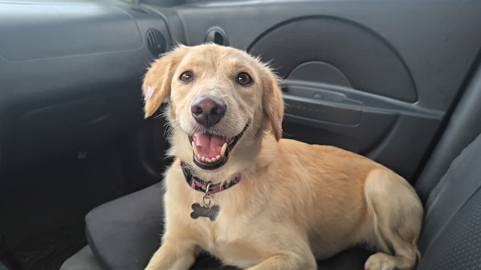 Molly · Perro mediano, beige, criollo