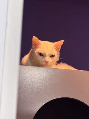 MIA · Gato blanco, mestizo