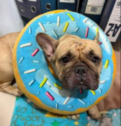 Wendy · Perro bull dog frances