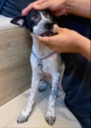 Oreo · Perro mestizo