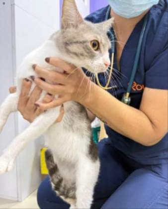 Luciano · Gato mestizo
