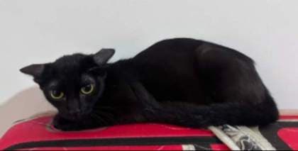 Lesly · Gato mestizo