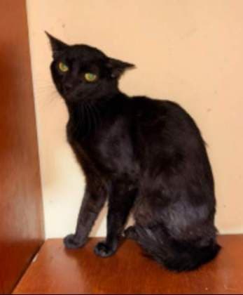 Harley · Gato mestizo