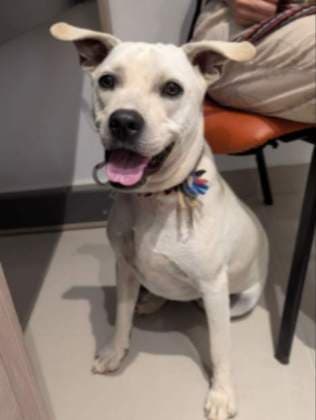 Mono · Perro blanco, mestizo