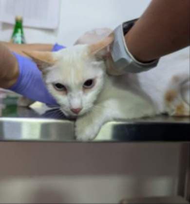 Dulce · Gato mestizo