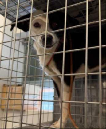MIMI (Oreo) · Perro mestizo