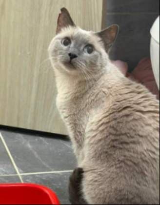 Blue · Gato mestizo