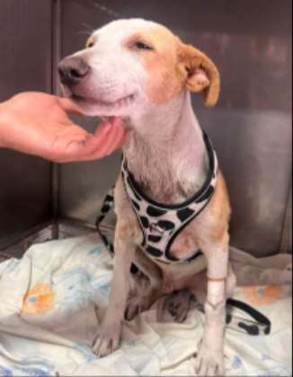 Bruno · Perro mestizo
