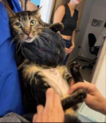 Tigre · Gato atigrado, mestizo
