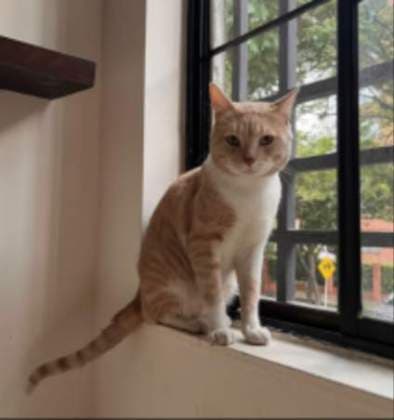 CARAMELO · Gato criollo