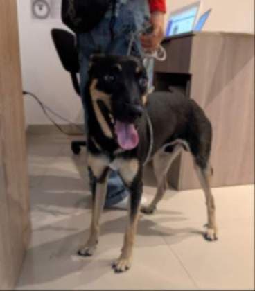 Rocky · Perro criollo