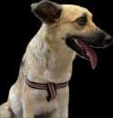 Sandy · Perro criollo