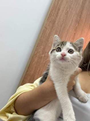 Milagrito · Gato criollo (gato)