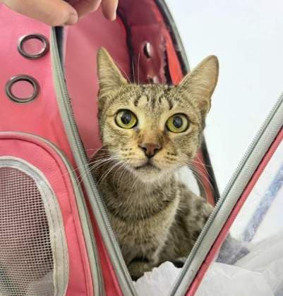 Nina · Gato mestizo