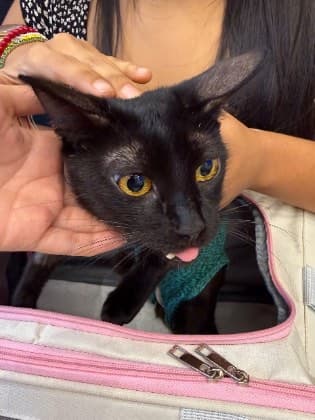 Colmillo · Gato criolla