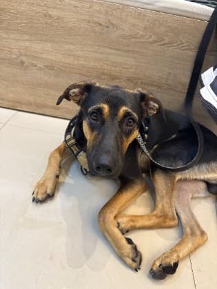 Zeus · Perro mestizo