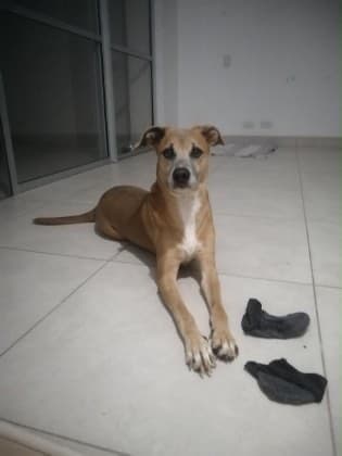 Bruno & Alaska · Perro mestizo