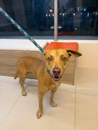 Patrón · Perro mestizo
