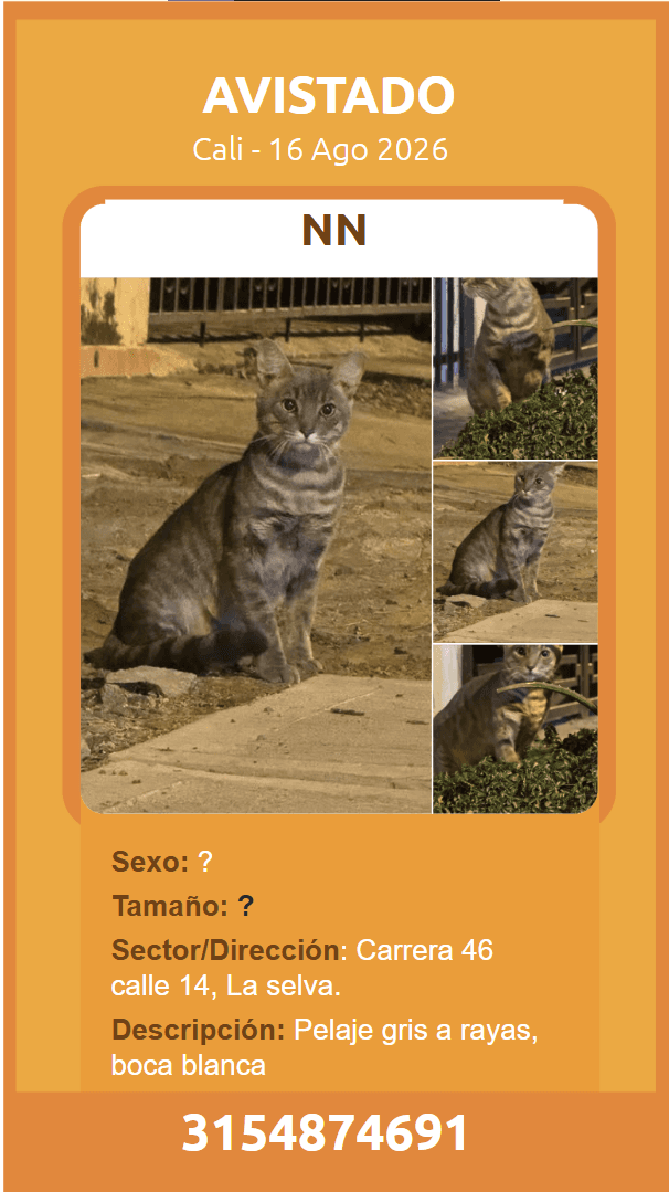 NN · Gato gris
