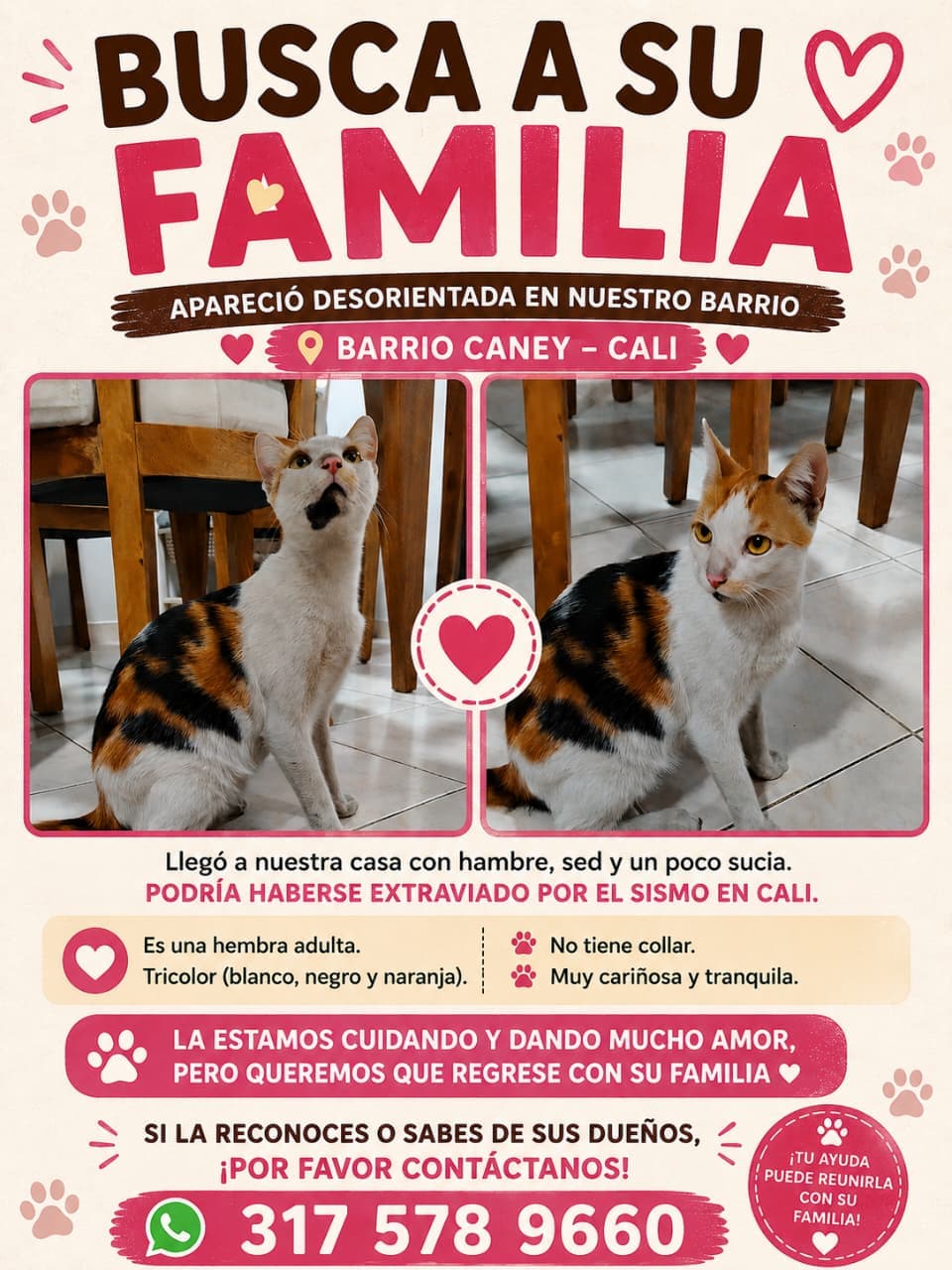 BARRIO CANEY · Gato tricolor