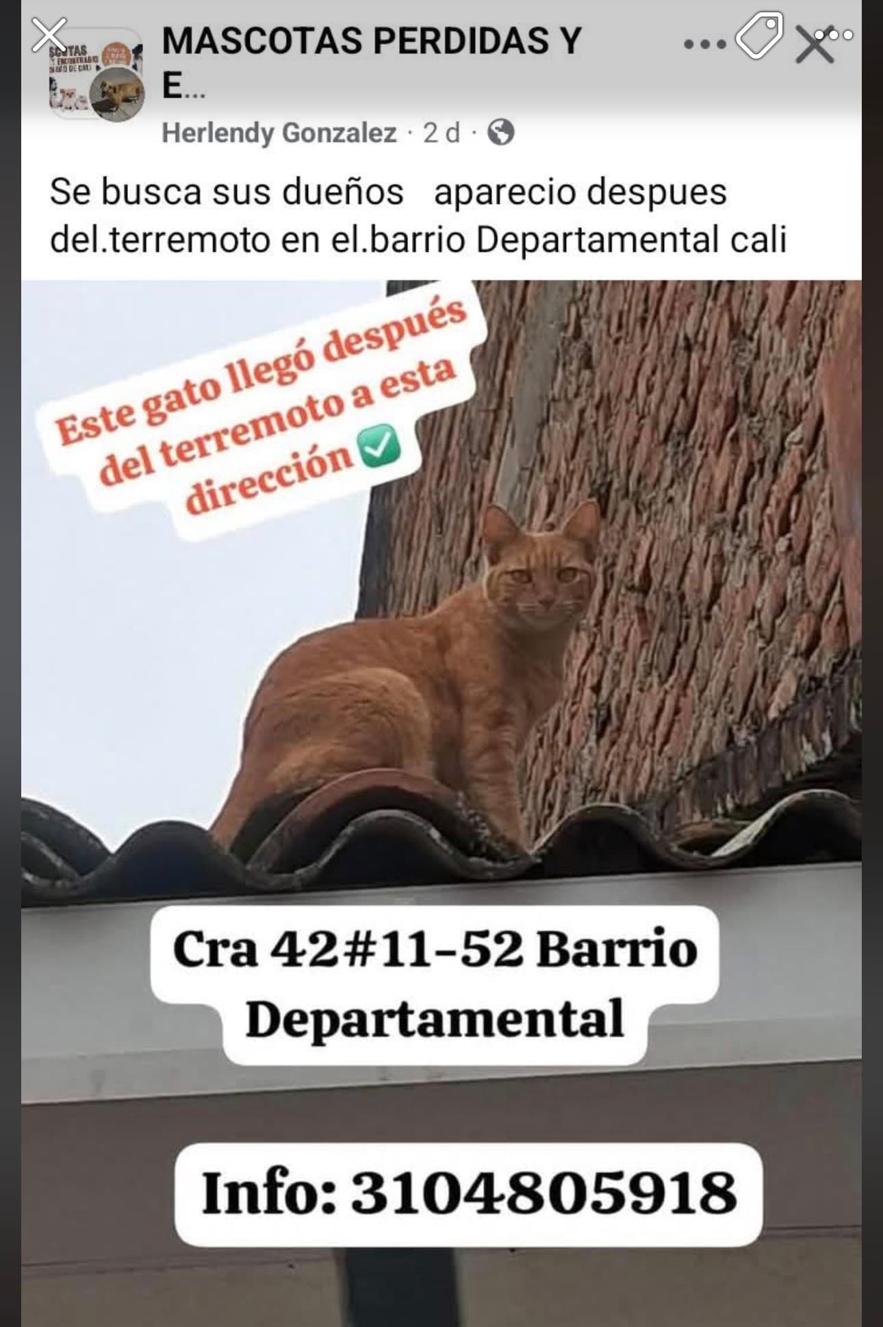 BARRIO DEPARTAMENTAL GATO NARANJA_ · Gato naranja