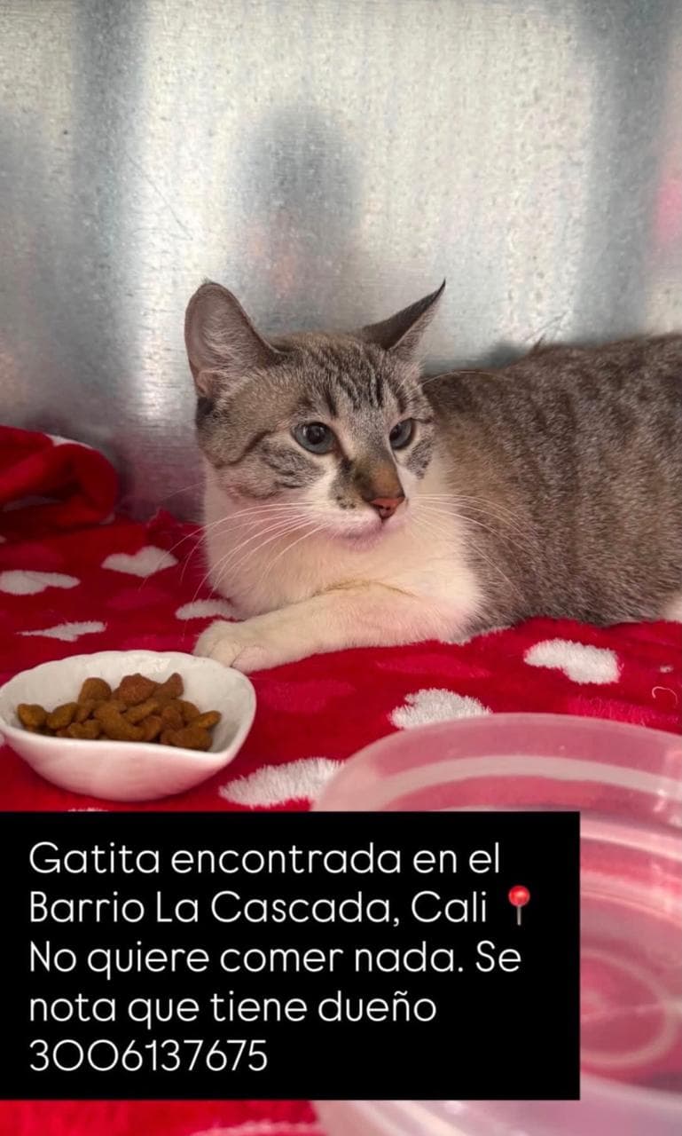 BARRIO LA CASCADA_ · Gato gris