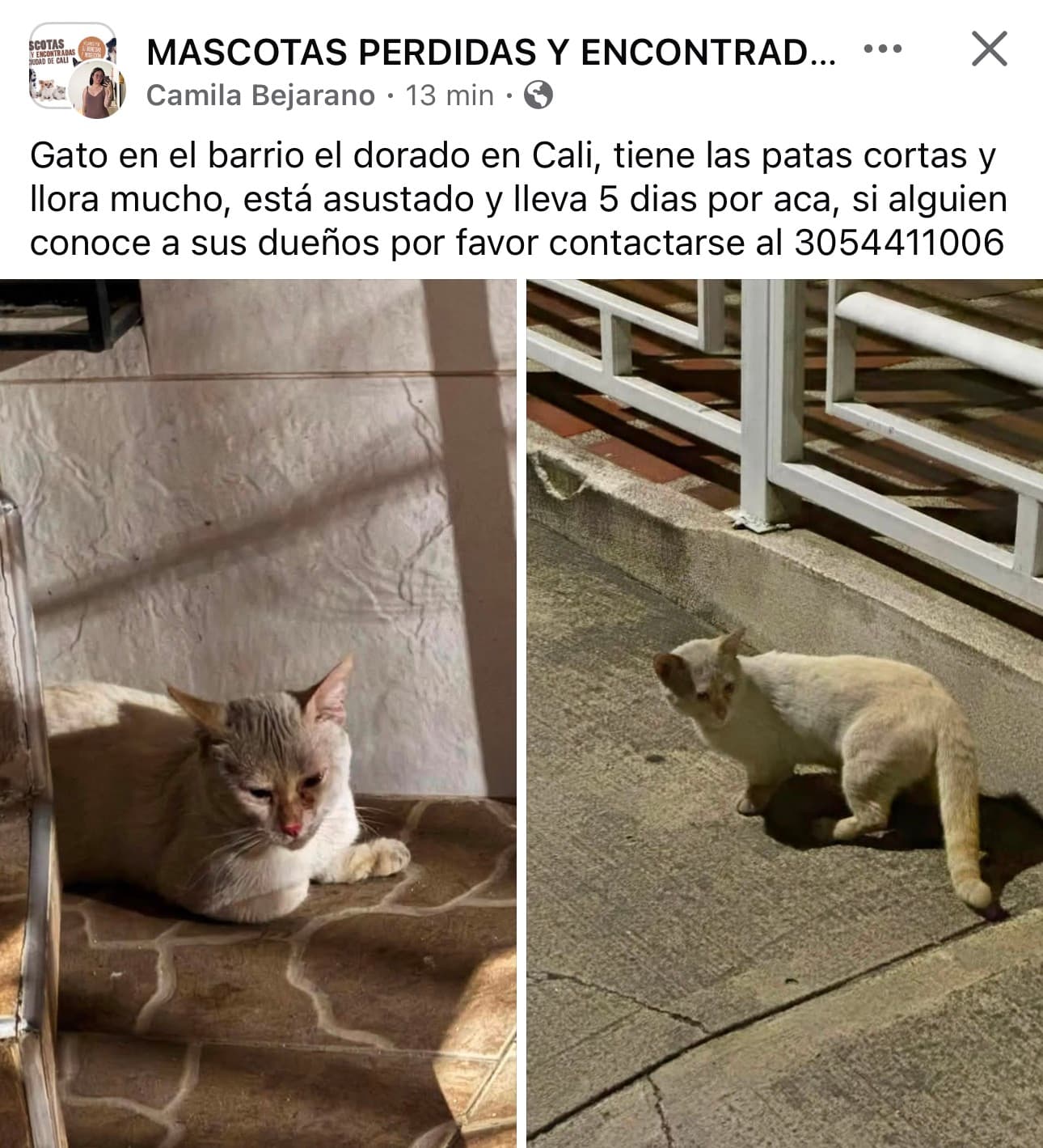 BLANCO · Gato blanco
