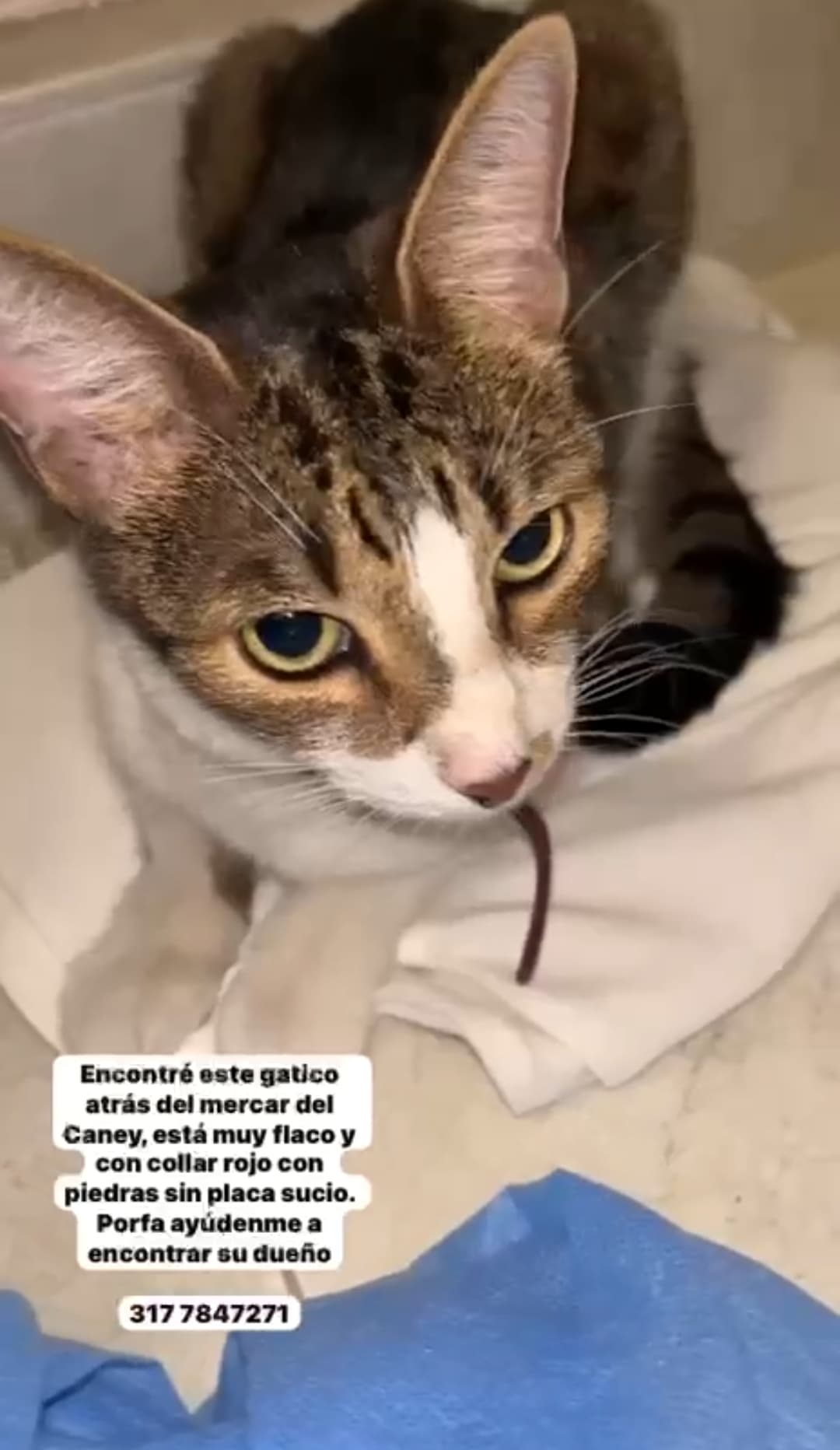 CANEY · Gato blanco