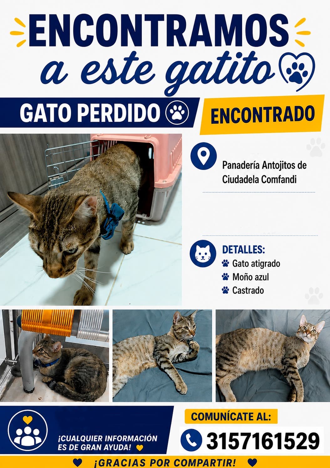 CIUDADELA COMFANDI · Gato atigrado