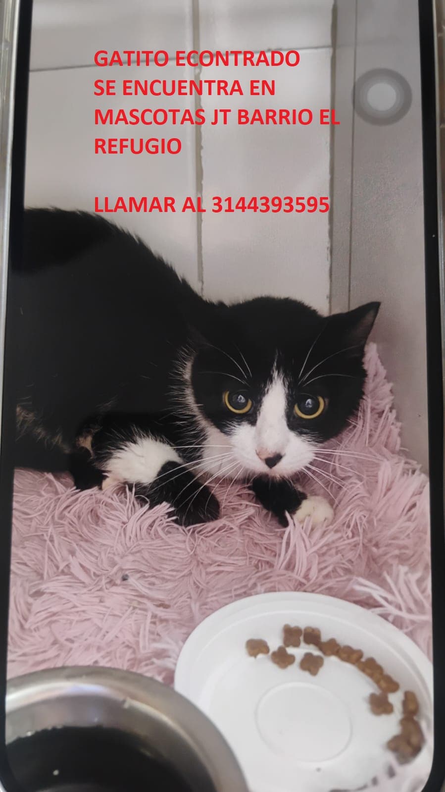 ENCONTRADO JT EL REFUGIO · Gato negro
