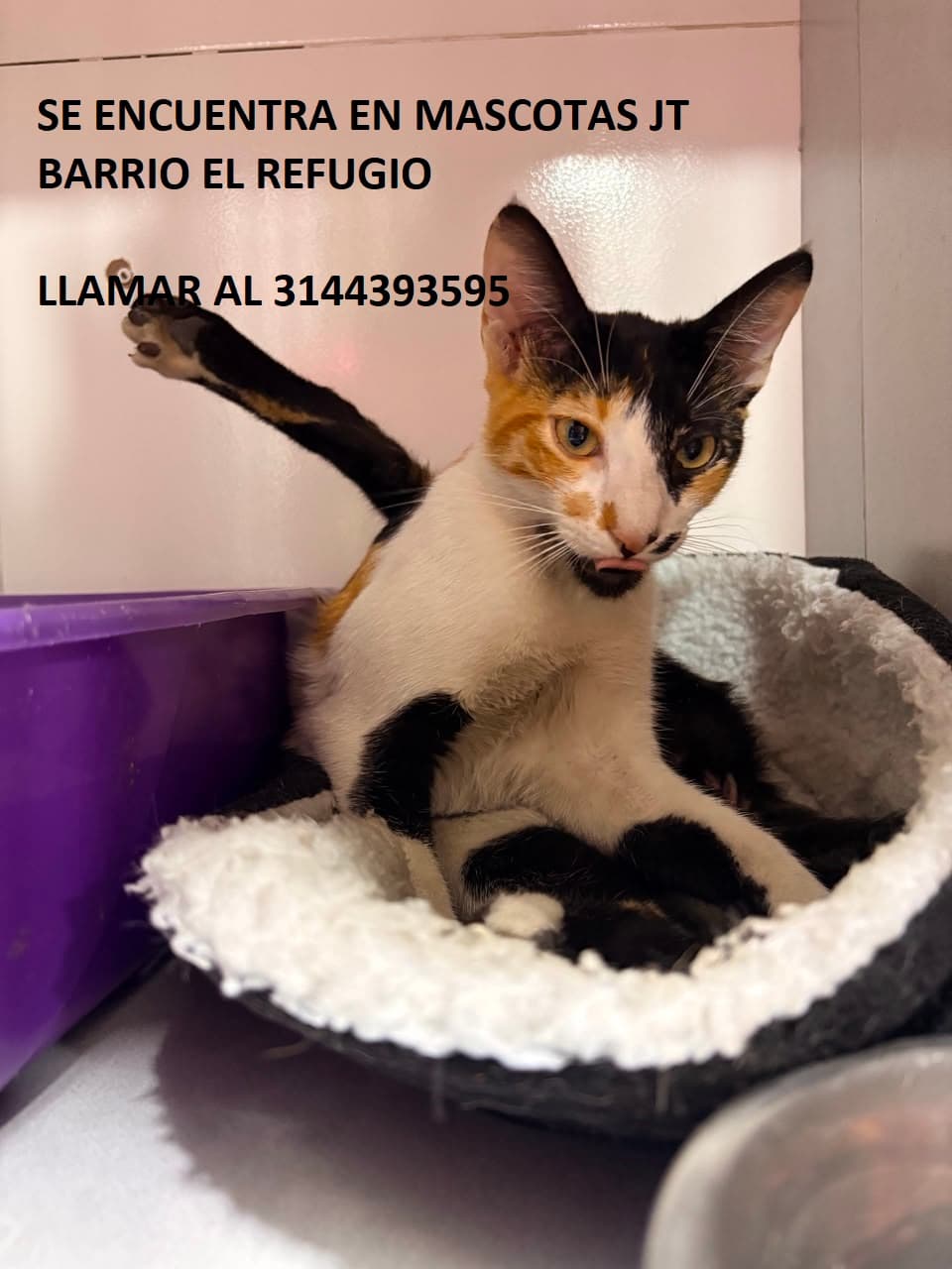 GATITO ENCONTRADO JT EL REFUGIO (1) · Gato blanco