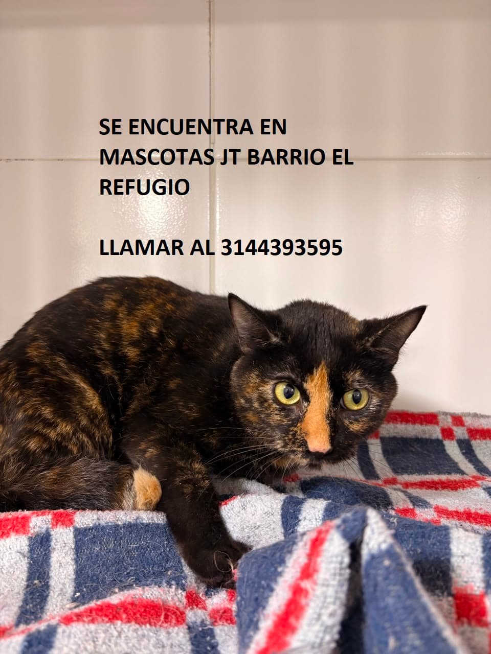 GATITO ENCONTRADO JT EL REFUGIO · Gato negro