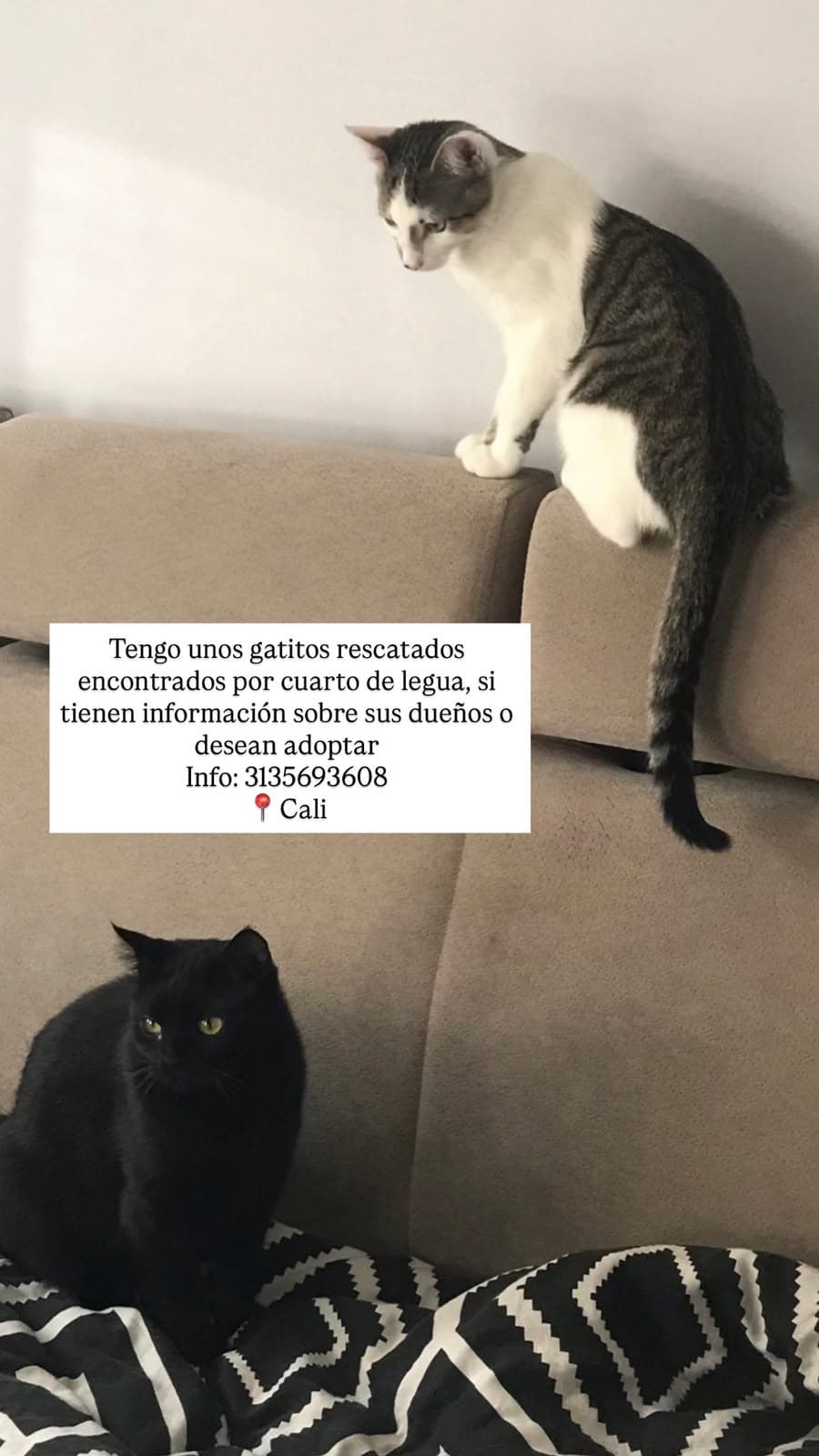 GATITOS ENCONTRADOS · Gato blanco
