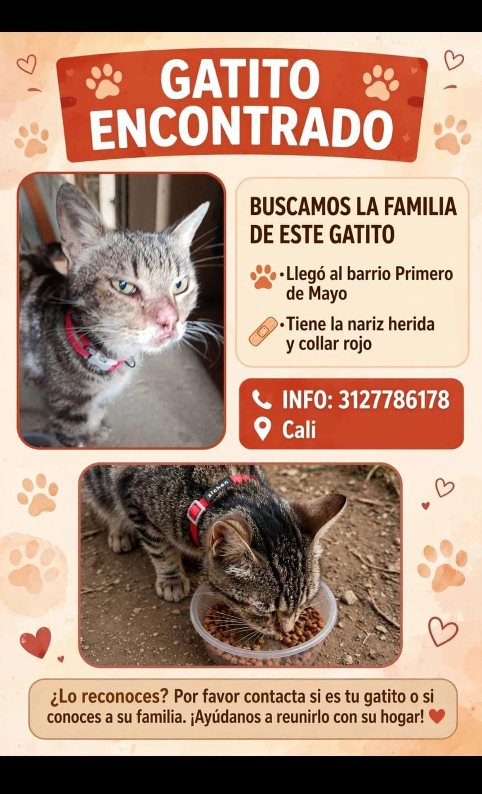 GATO · Gato gris