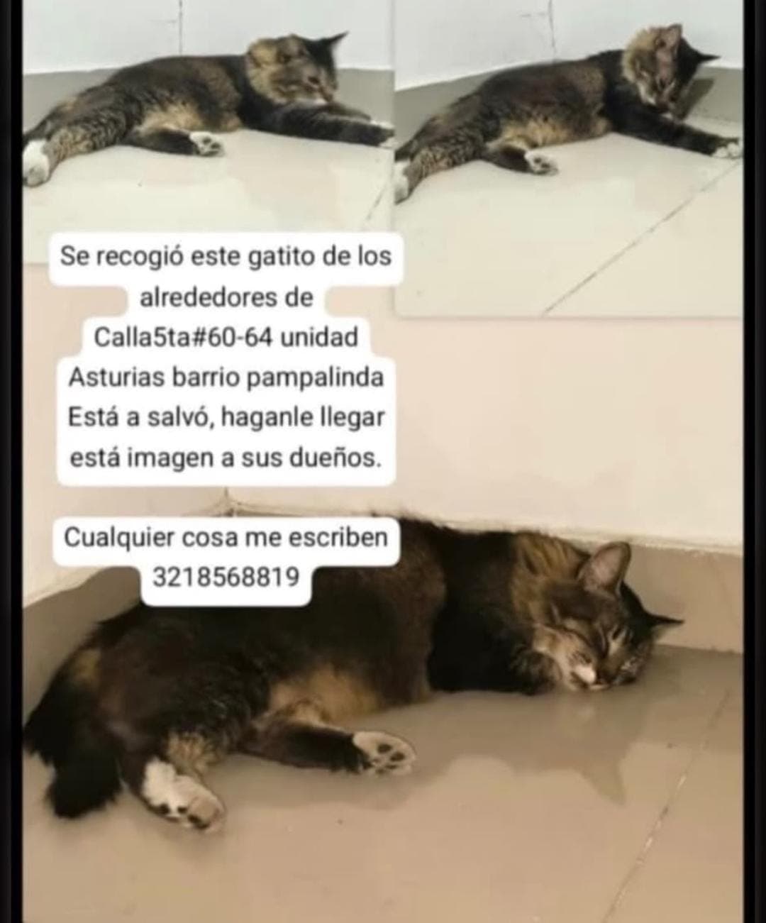 Gato encontrado, barrio pampalinda · Gato marrón