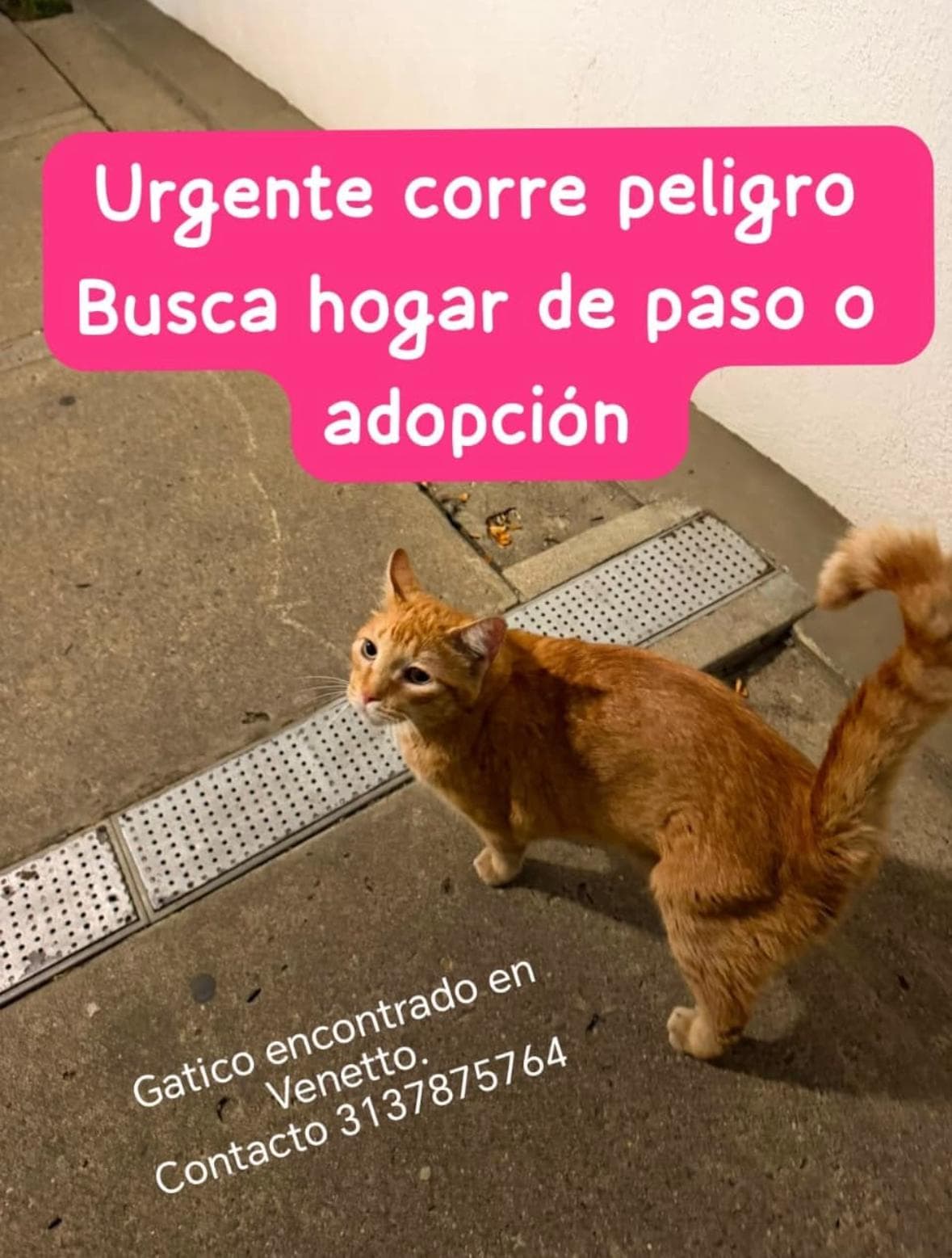 Gato naranja · Gato naranja
