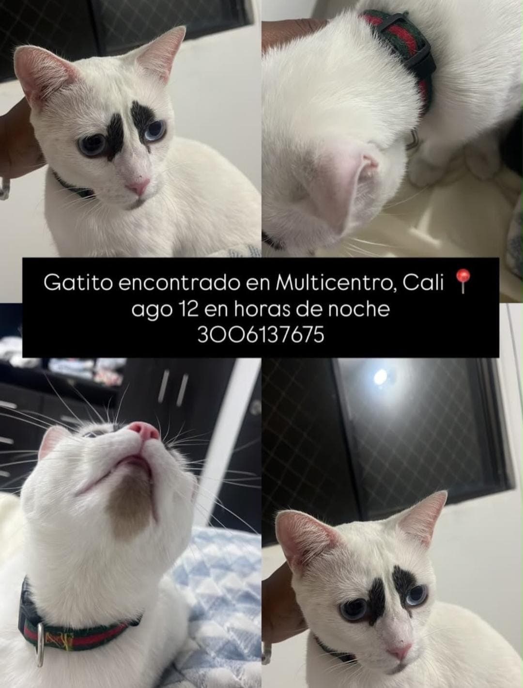 MULTICENTRO · Gato blanco