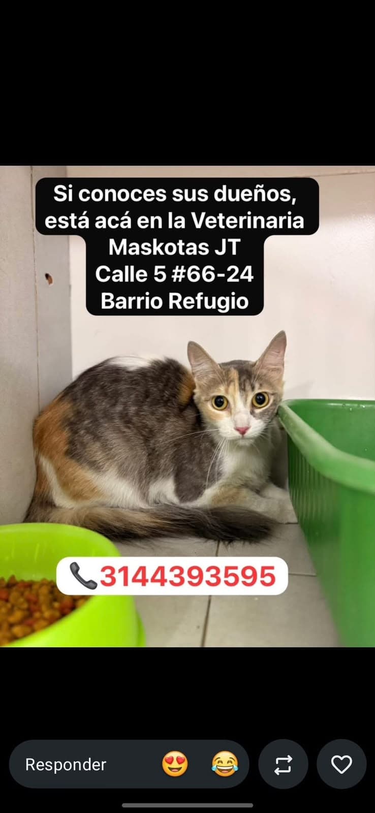 REFUGIO · Gato blanco