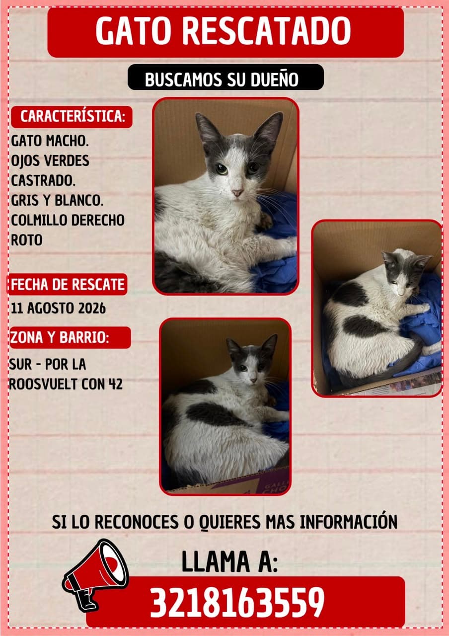 ROOSVELT CON 42 · Gato gris