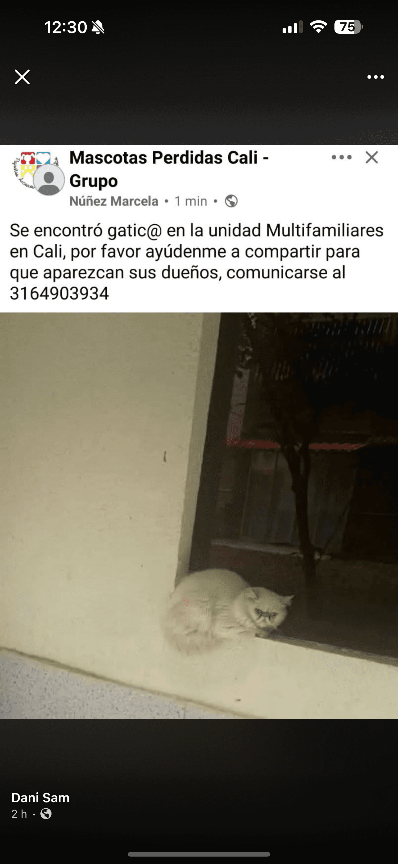 gatic@ · Gato blanco