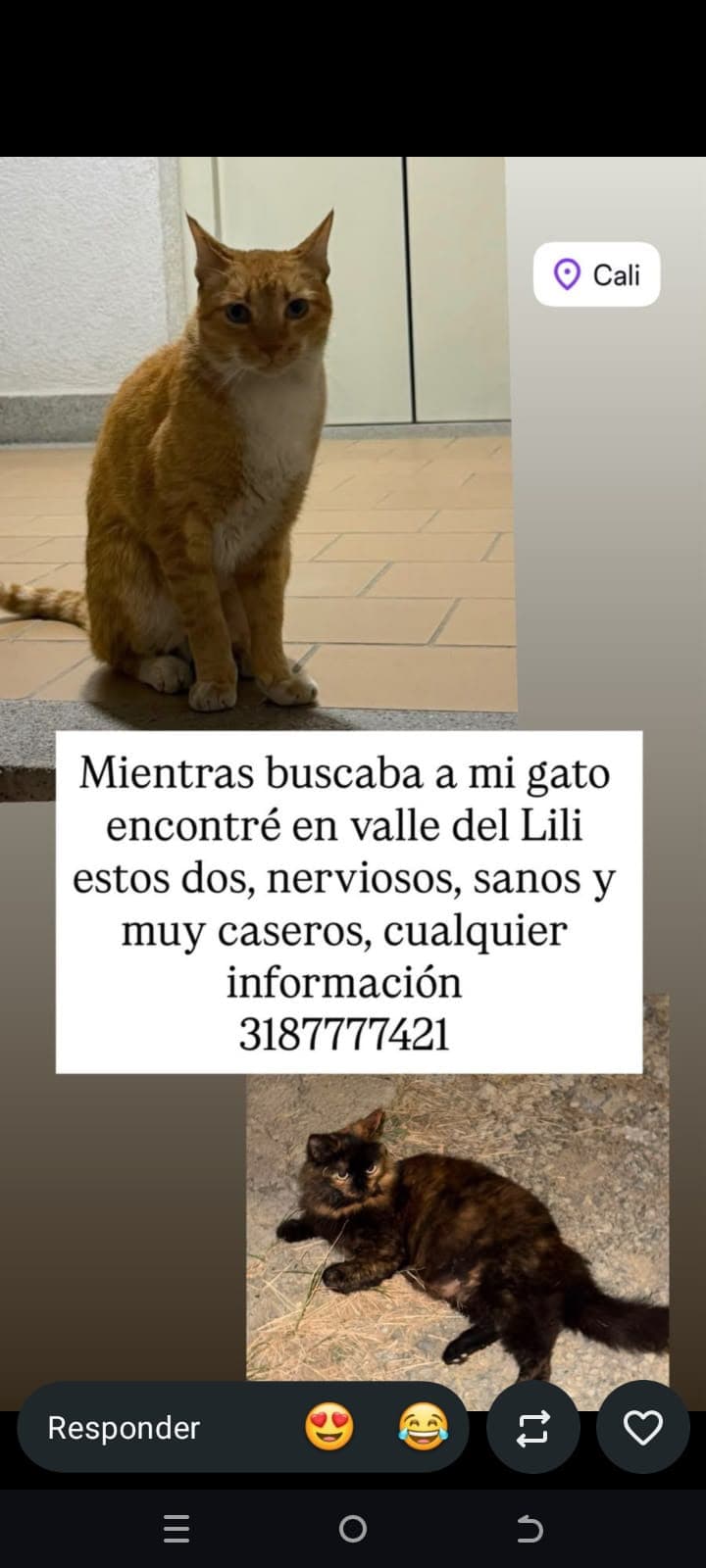 VALLE DE LILI · Gato naranja