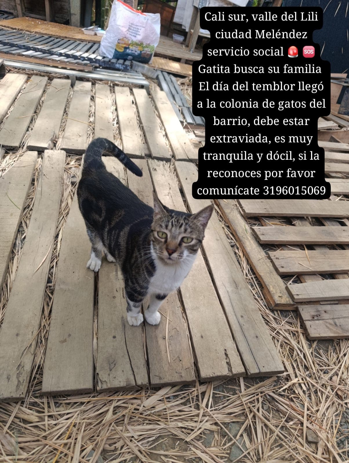 Gatita · Gato gris
