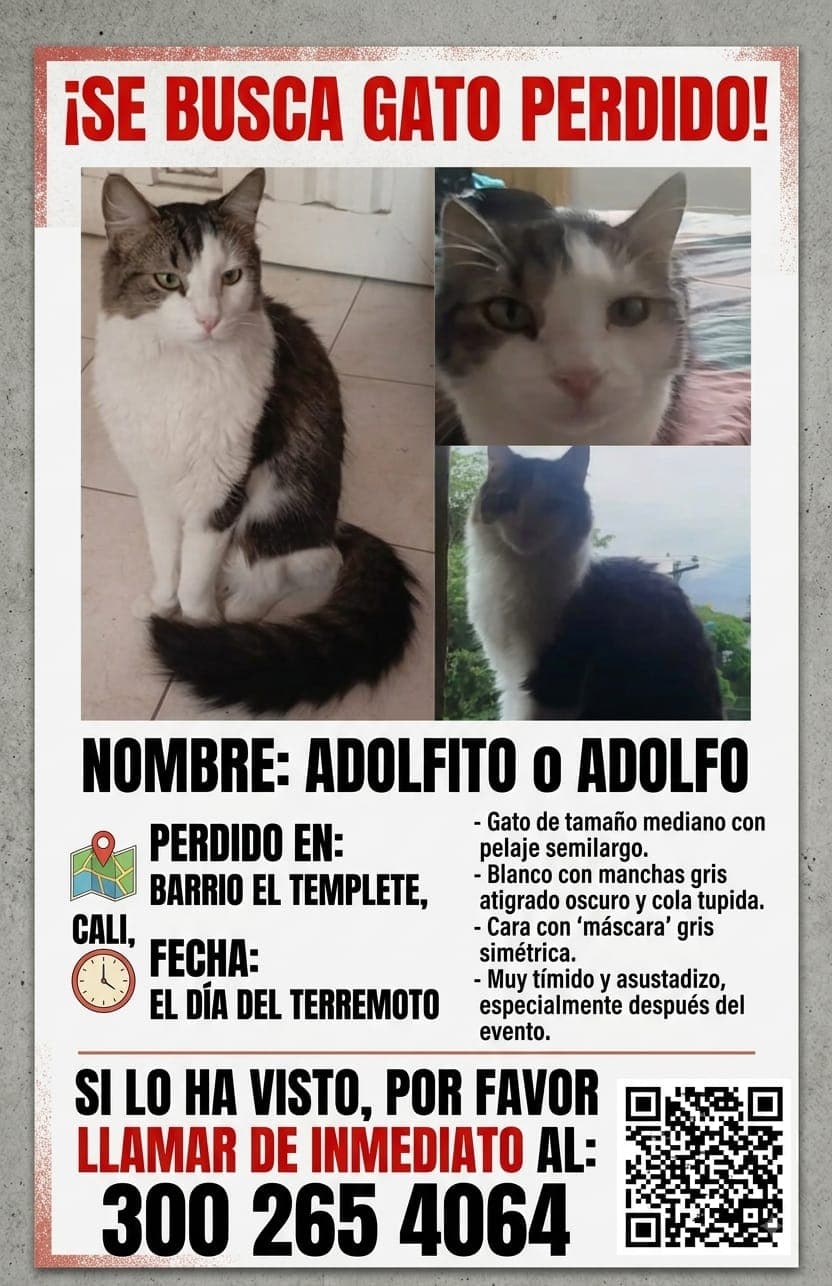 ADOLFITO o ADOLFO · Gato mediano, blanco