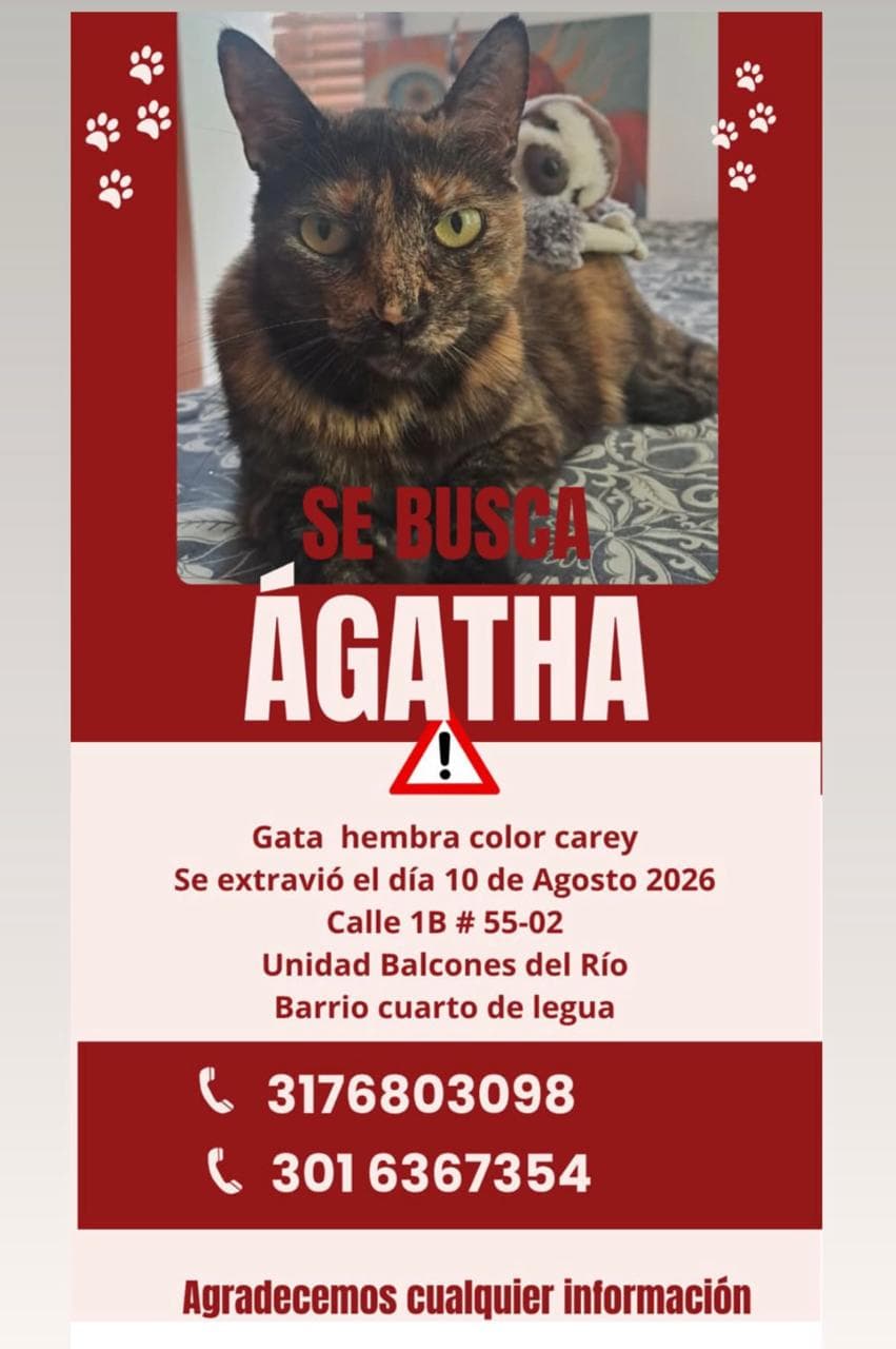 AGATHA · Gato carey