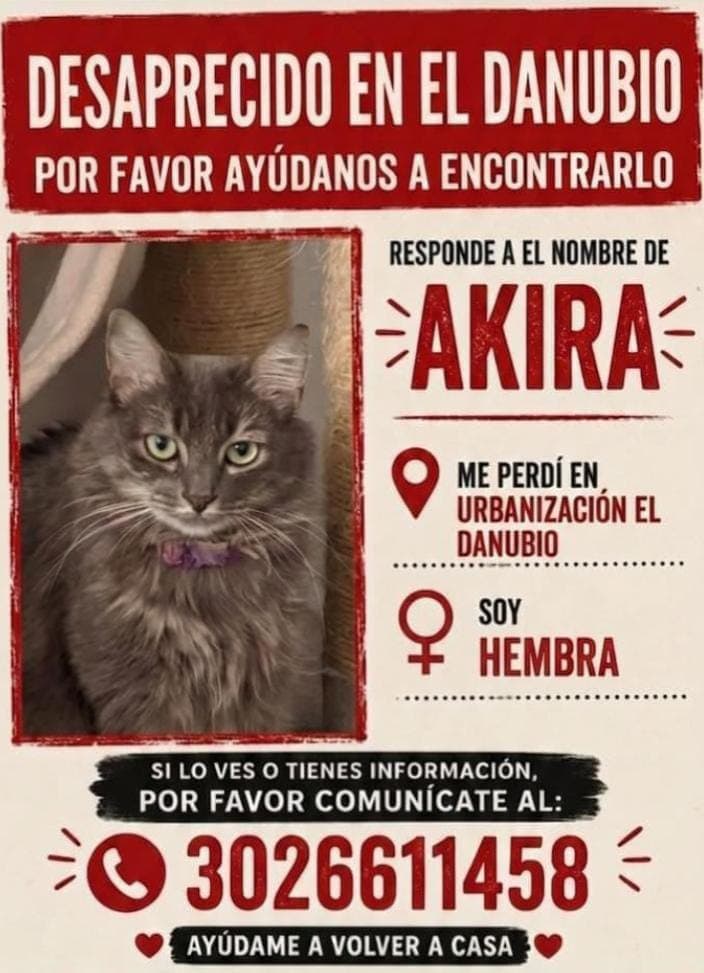 AKIRA · Gato gris