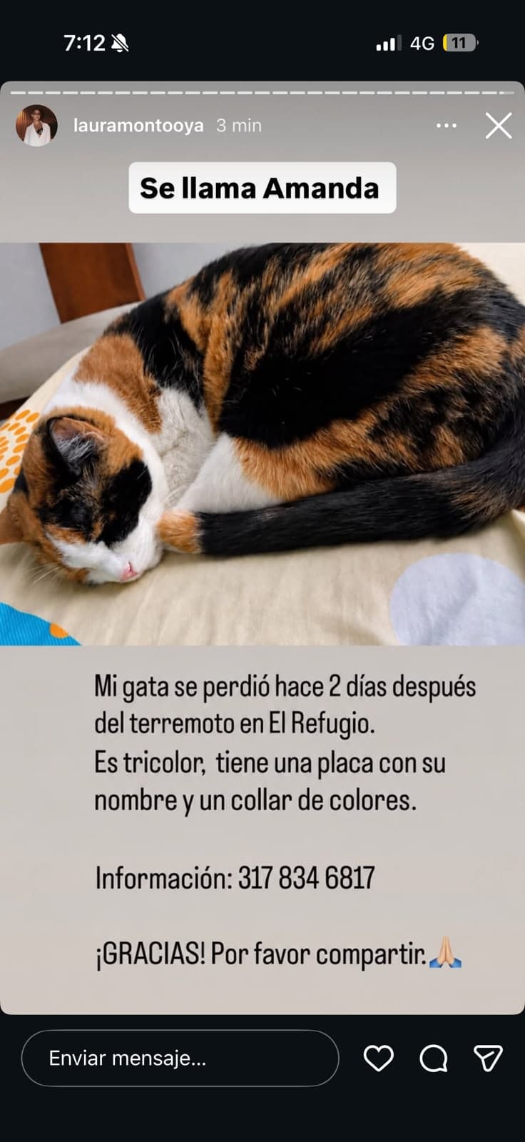 Amanda · Gato tricolor