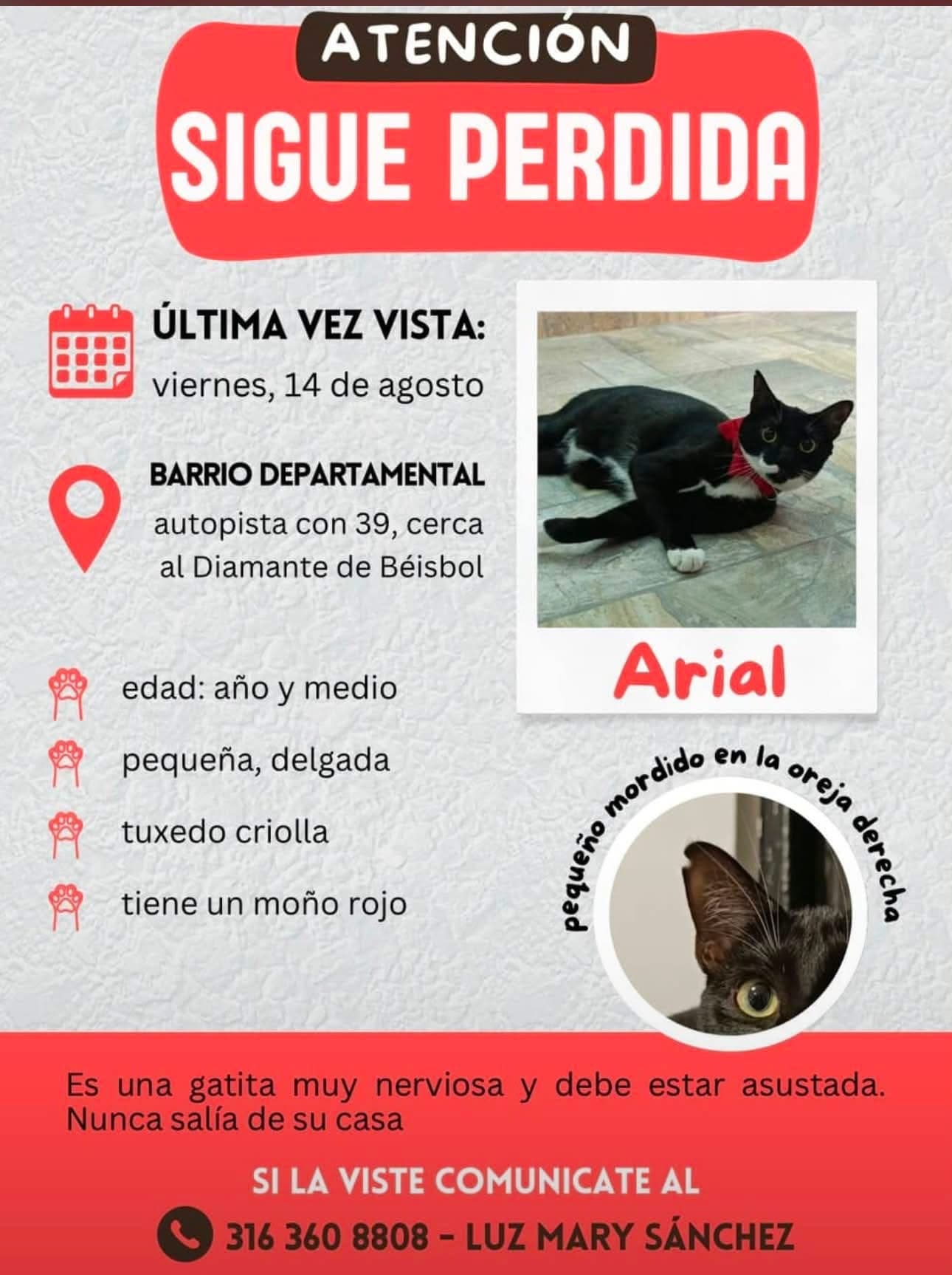 Arial · Gato pequeño, negro, criolla