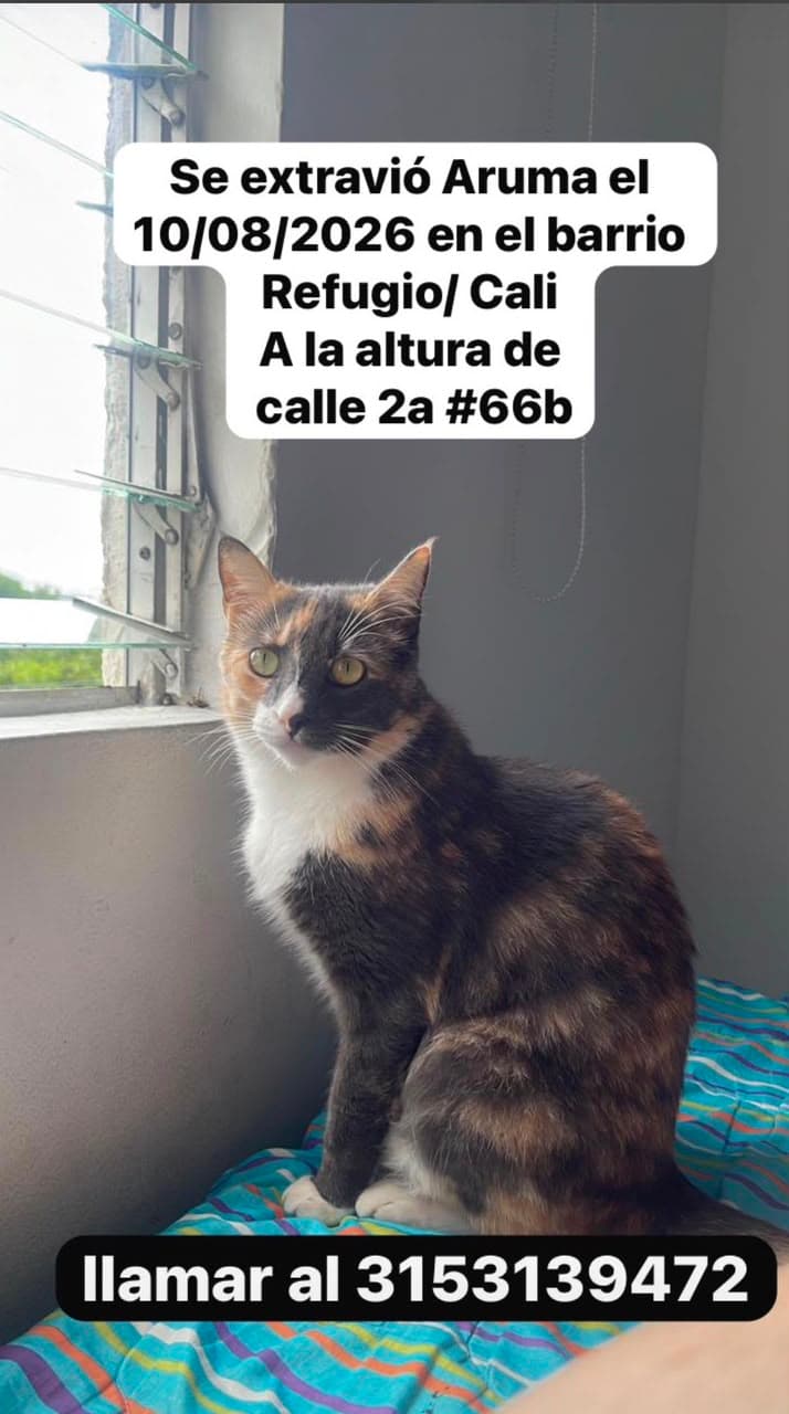 Aruma · Gato tricolor
