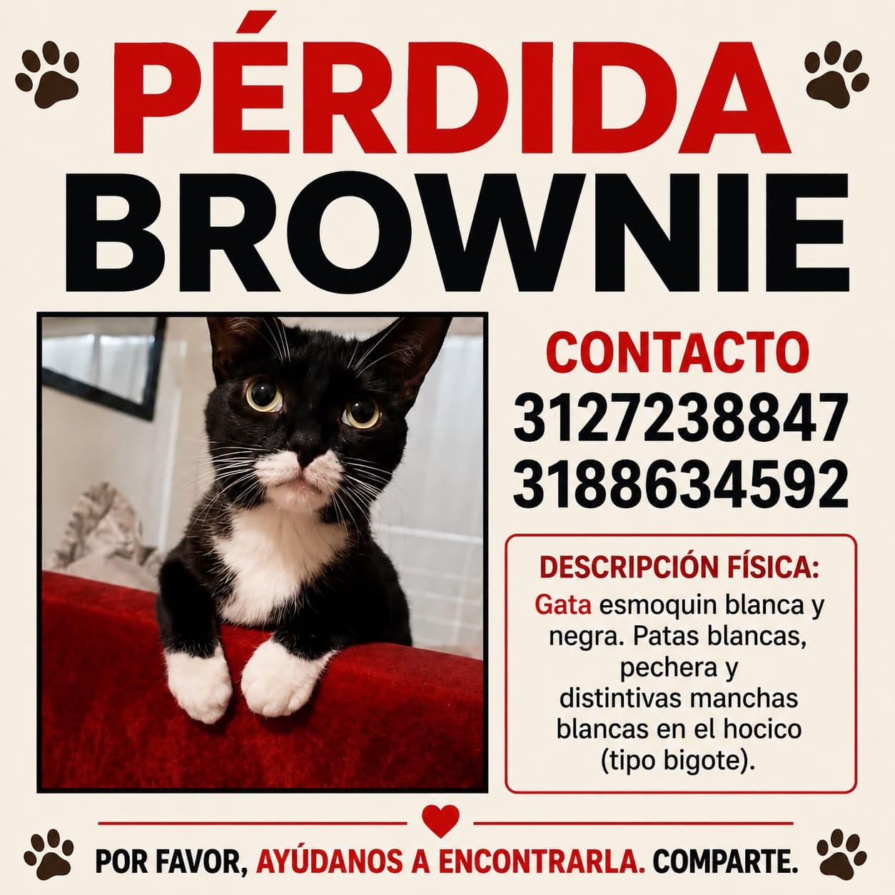 BROWNIE · Gato negra, esmoquin