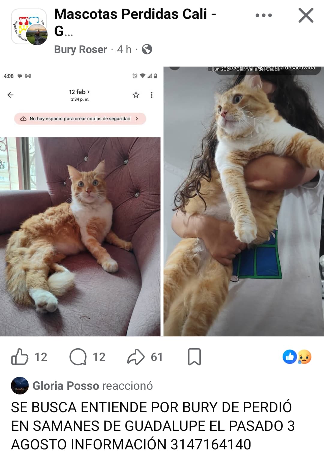 BURY · Gato naranja